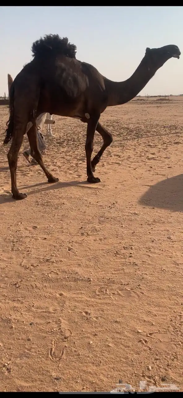 قعود مجهم سنه داخل جذع ابوه بعير ابن خجيم الشينه 0