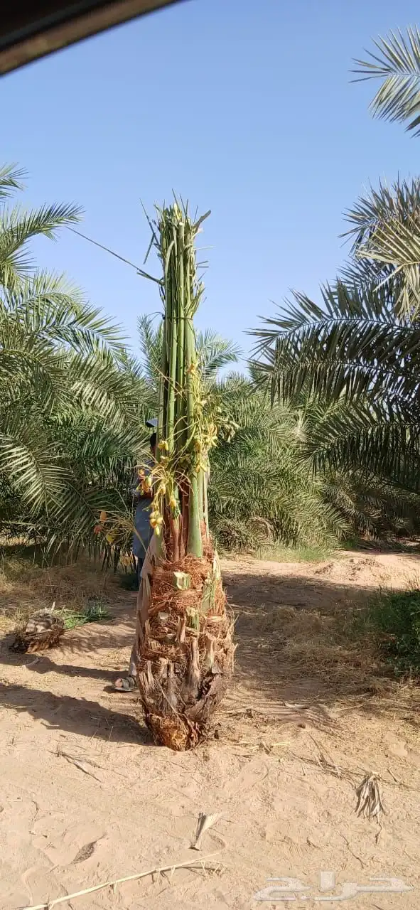 نخل مثمر صقعي مجدول برحي اخلاص وجميع انواع النخيل المثمره 4