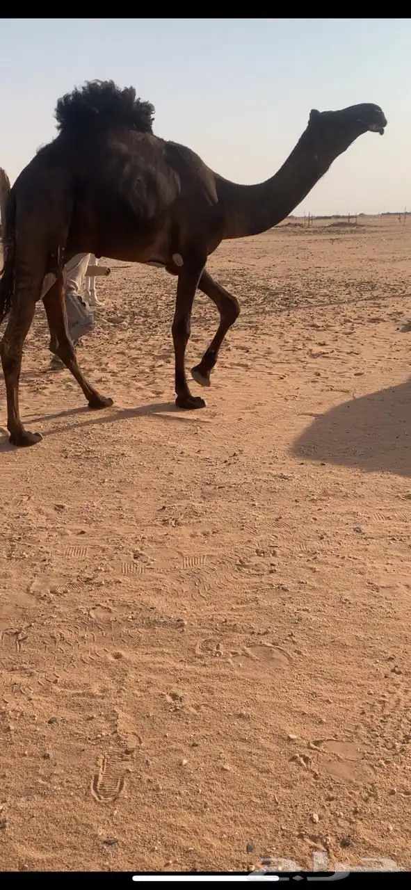 قعود مجهم سنه داخل جذع ابوه بعير ابن خجيم الشينه 2