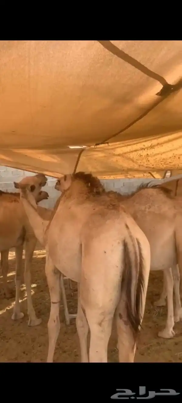 قعدان صومالي تيوس صومالي 2