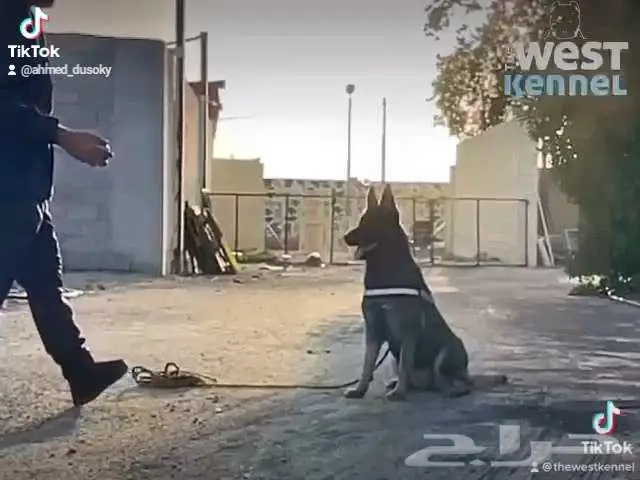 عروض علي التدريب 4