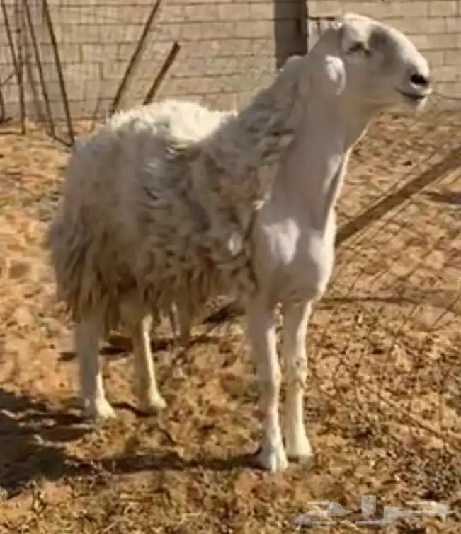 فحل حري مشروط 0