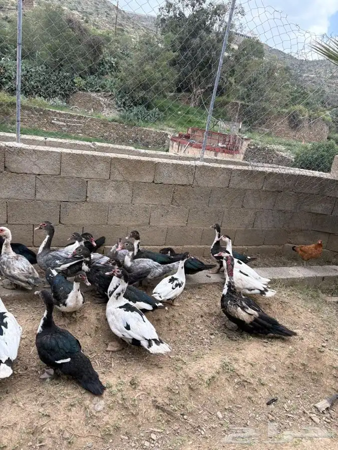 بط بلدي 0