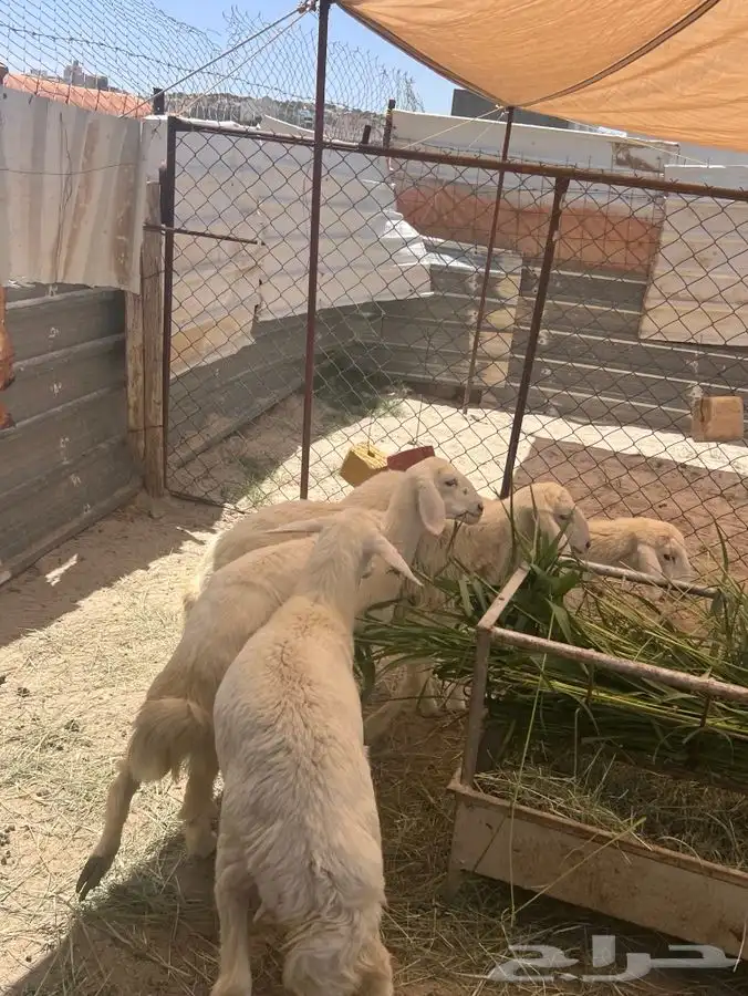 طليان ورخال تفريد وجمله 0