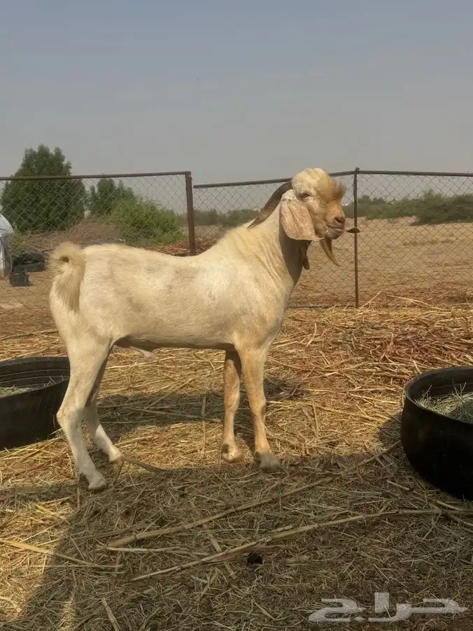 للبيع تيس بيشي ابرص 1