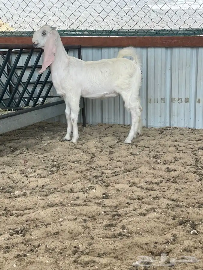 جفار مطورات فاخره 6