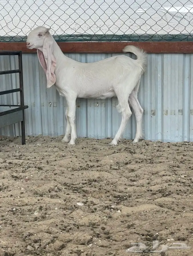 جفار مطورات فاخره 5