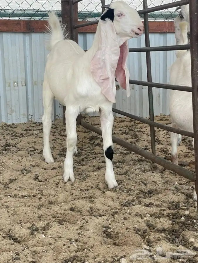 جفار مطورات فاخره 4