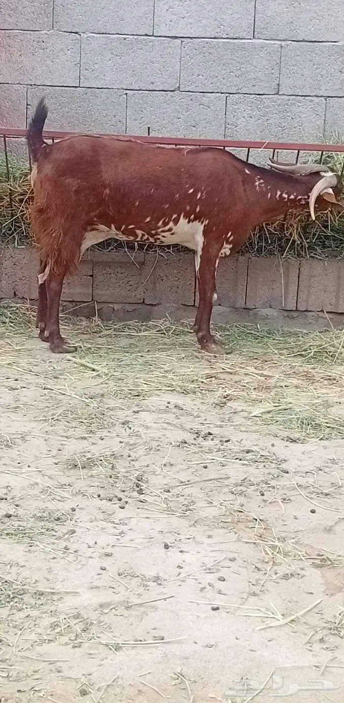 عدد 2 مقاني 9