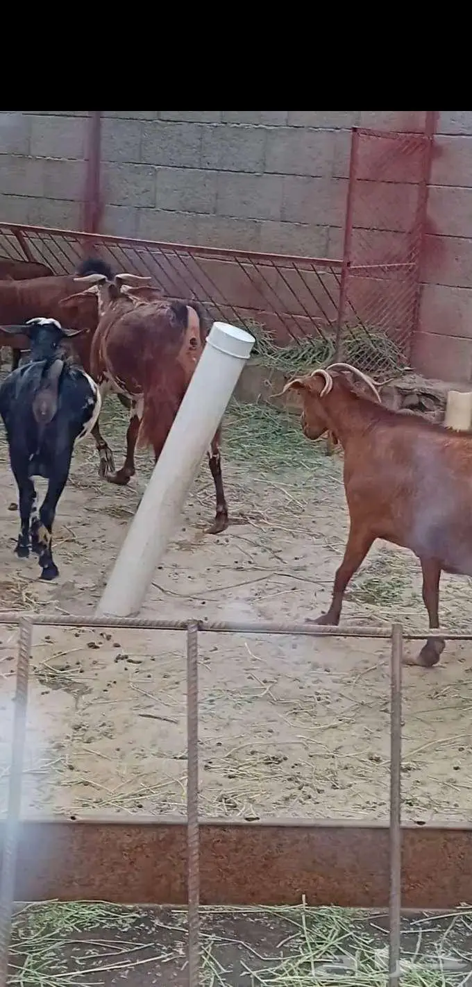 عدد 2 مقاني 4