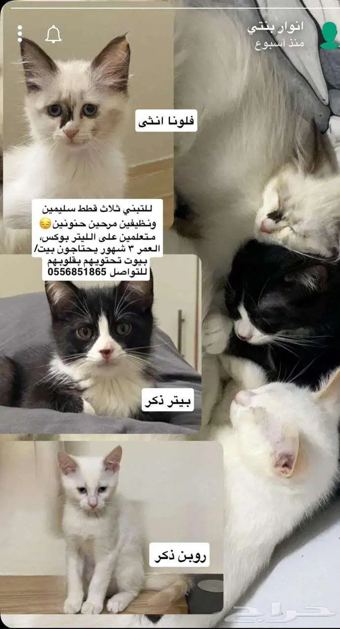 قطط لتبني 0
