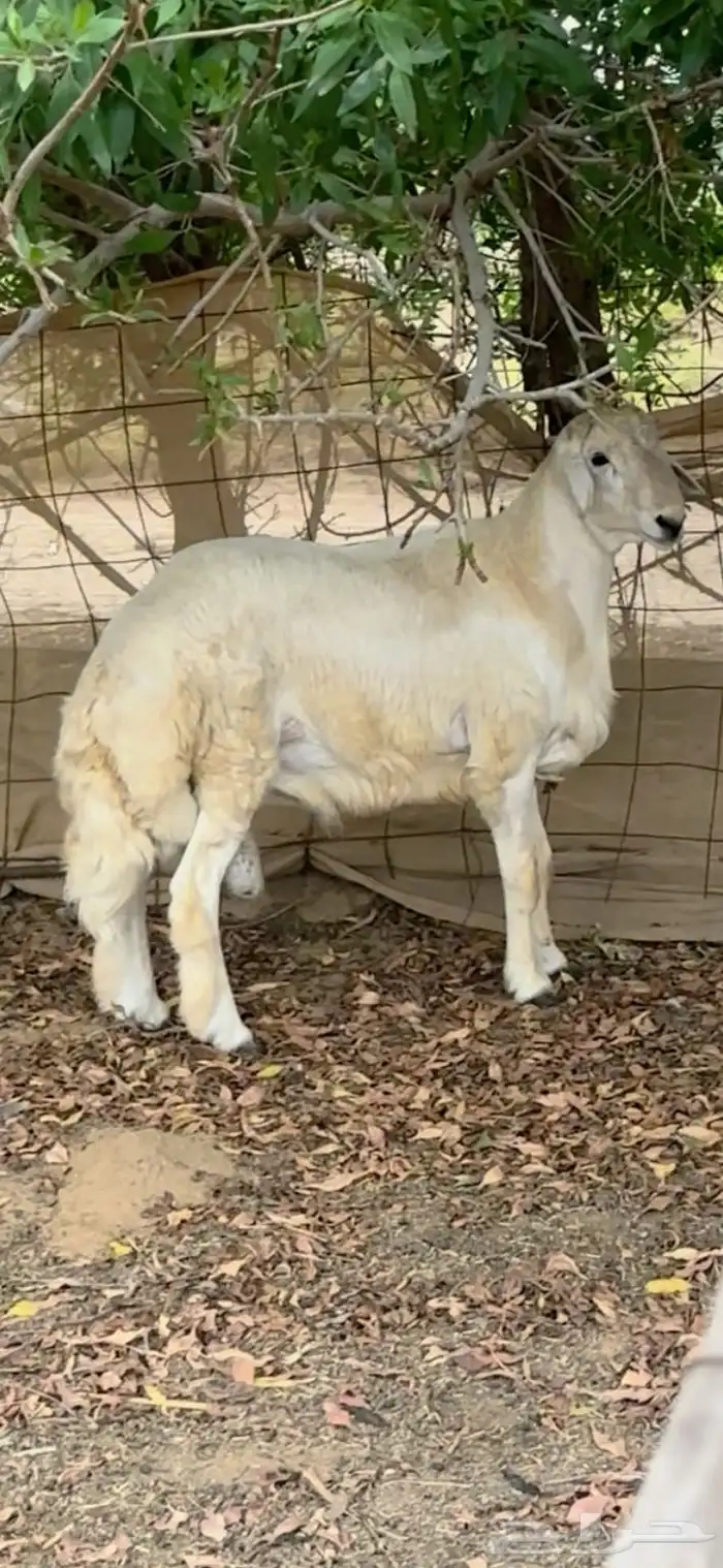 فحل حري صنف الصنف جذع 1