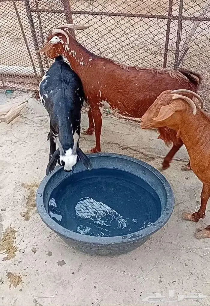 عدد 2 مقاني 1