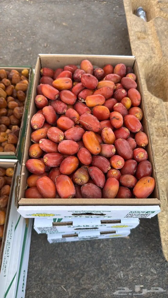 تمر حلوة الجوف 0