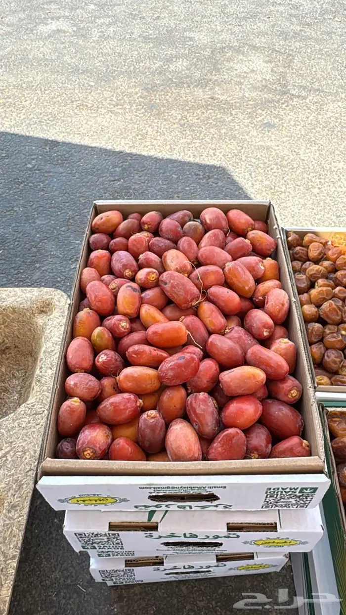 تمر حلوة الجوف 1