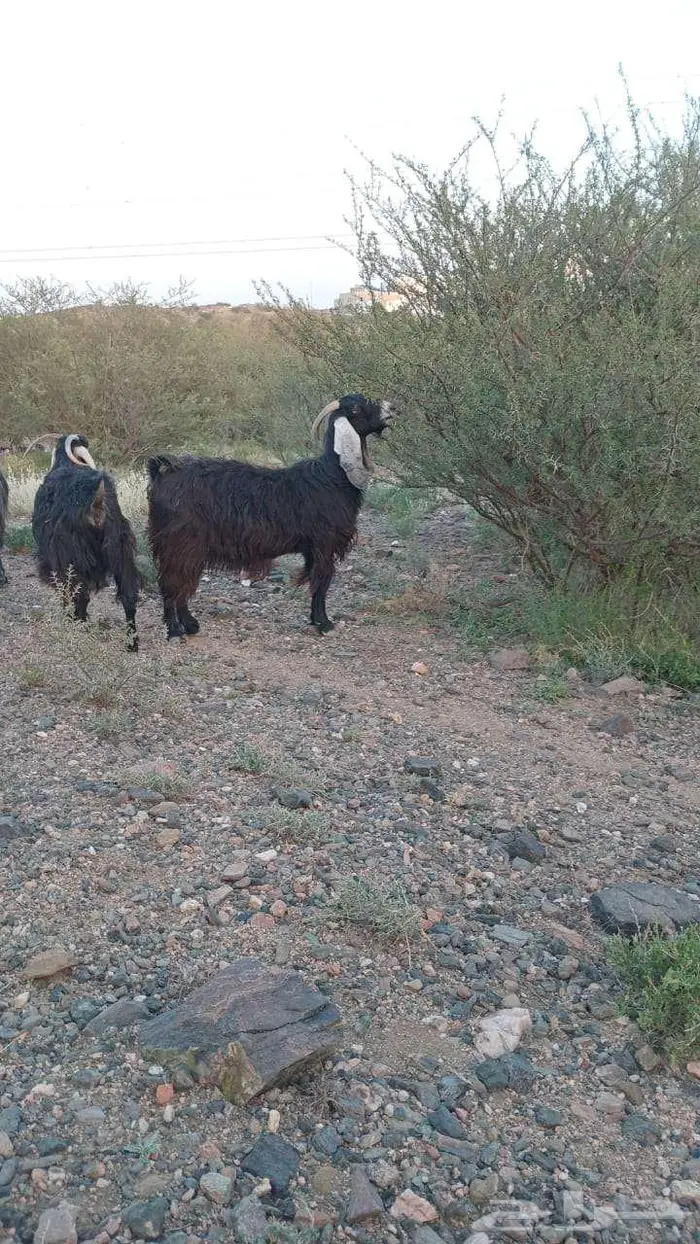 معزاء دفيع 0
