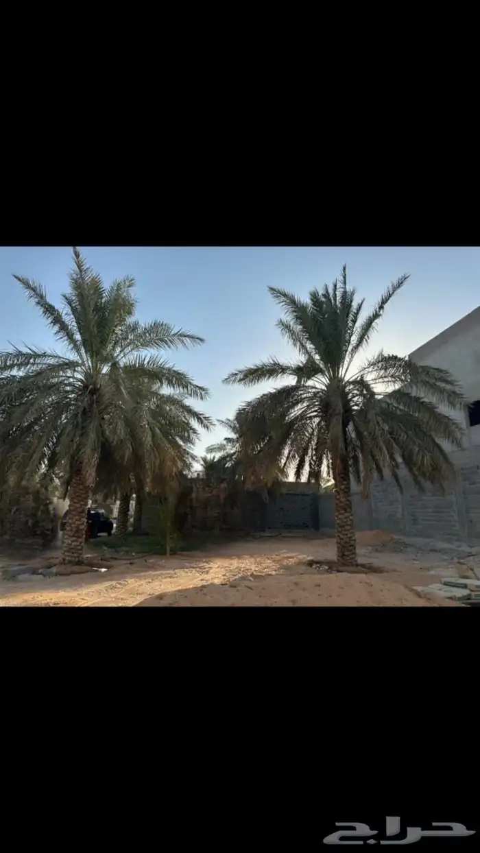 نخل 1