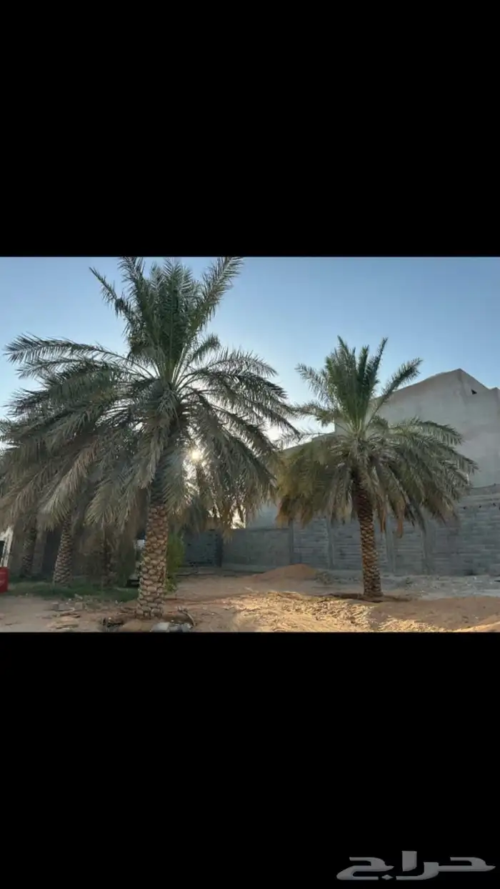 نخل 0