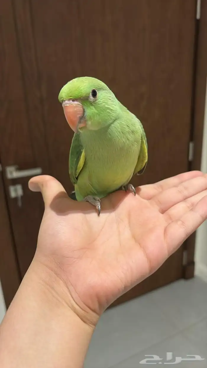 دره هنديه جداا أليفه و متكلمه للبدل أو للبيع 0