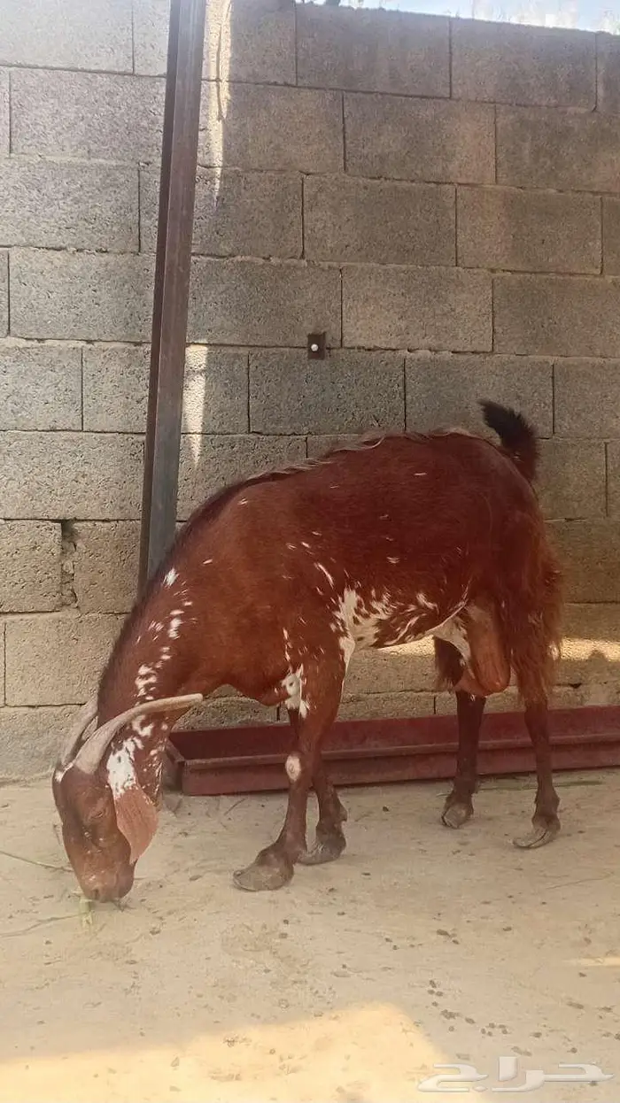 عدد 2 مقاني 2