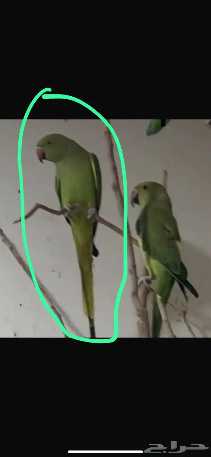 طيور للبيع 0
