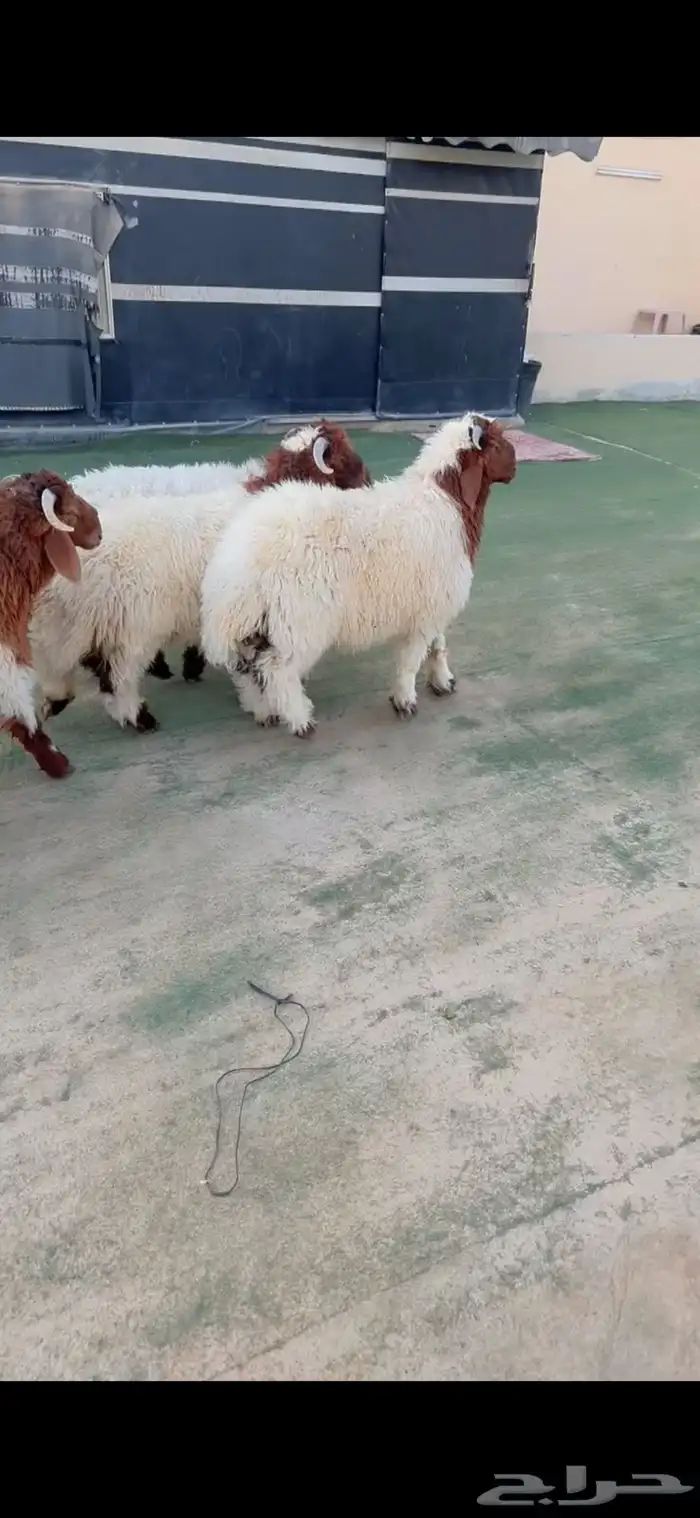 طليان نعيم الريآض حي الشفآء آي مكان نوصل ذبح باقي 3 فقط 0