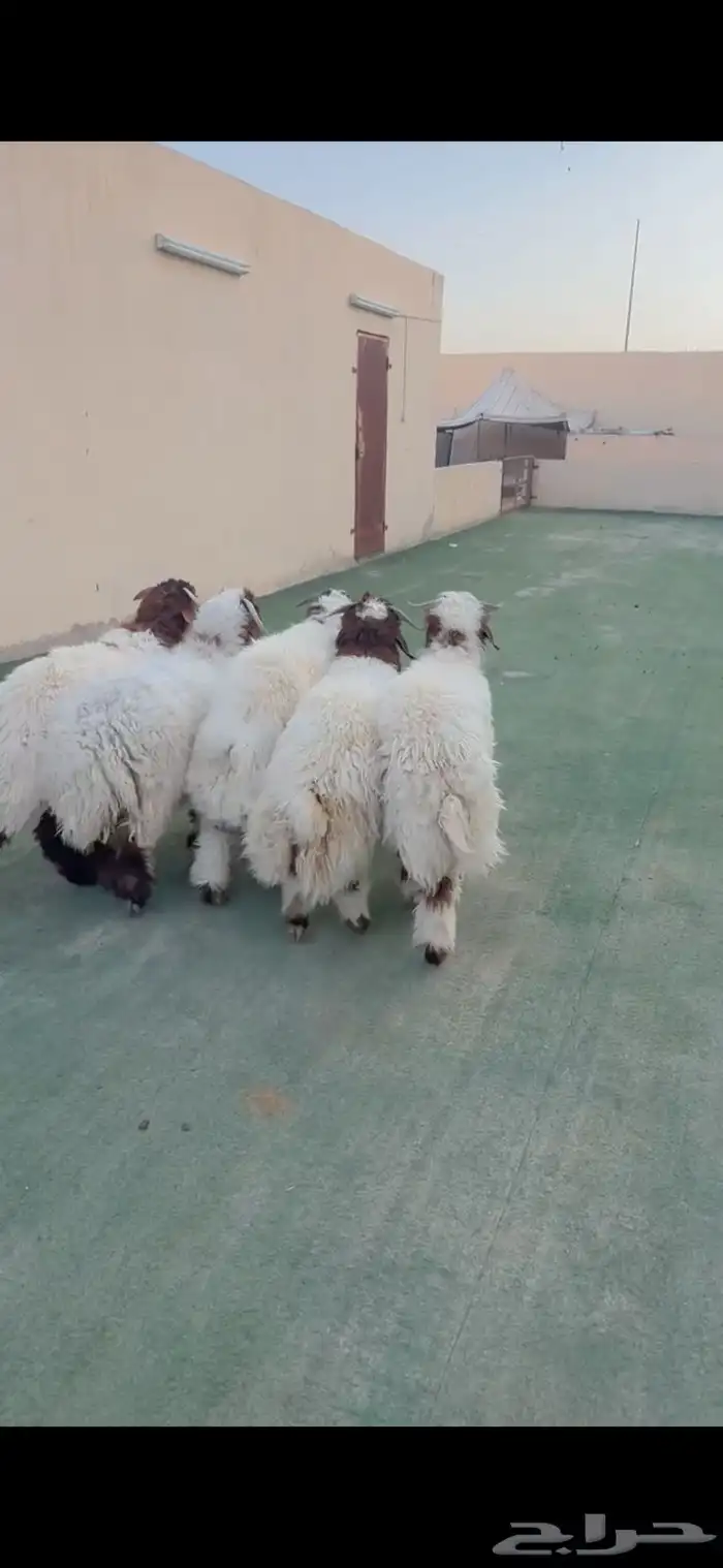 طليان نعيم الريآض حي الشفآء آي مكان نوصل ذبح باقي 3 فقط 1