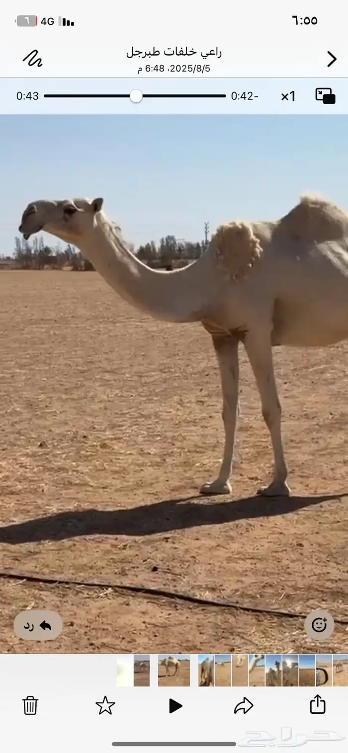 ثلاث عشاير ولقحه 4