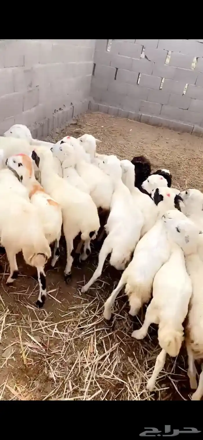 رخال تربيه 1