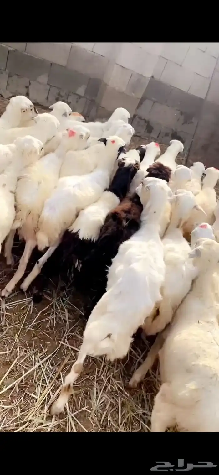رخال تربيه 5