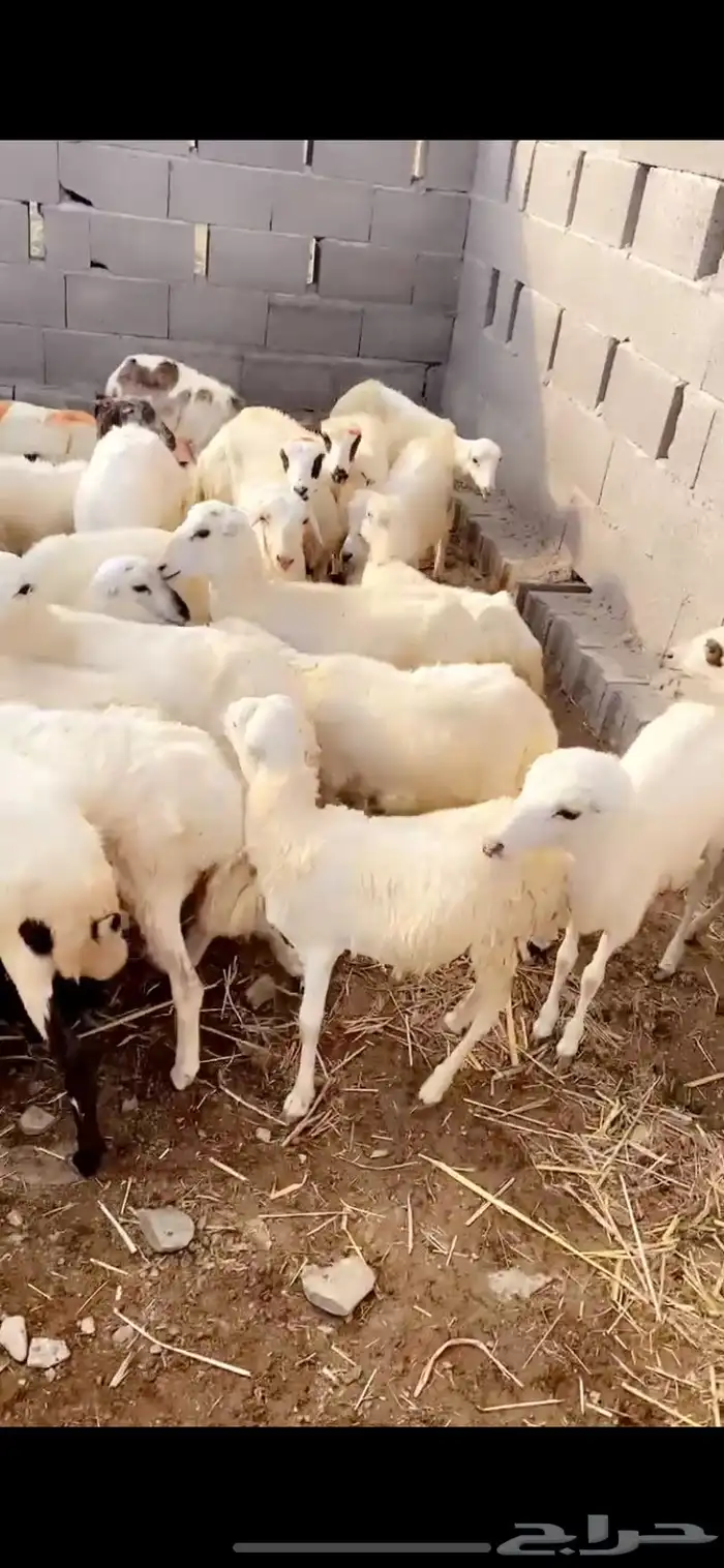 رخال تربيه 3