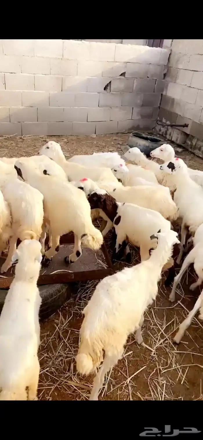 رخال تربيه 0