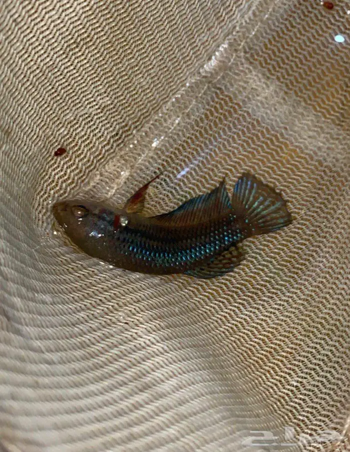 جوز wild betta splendens 2