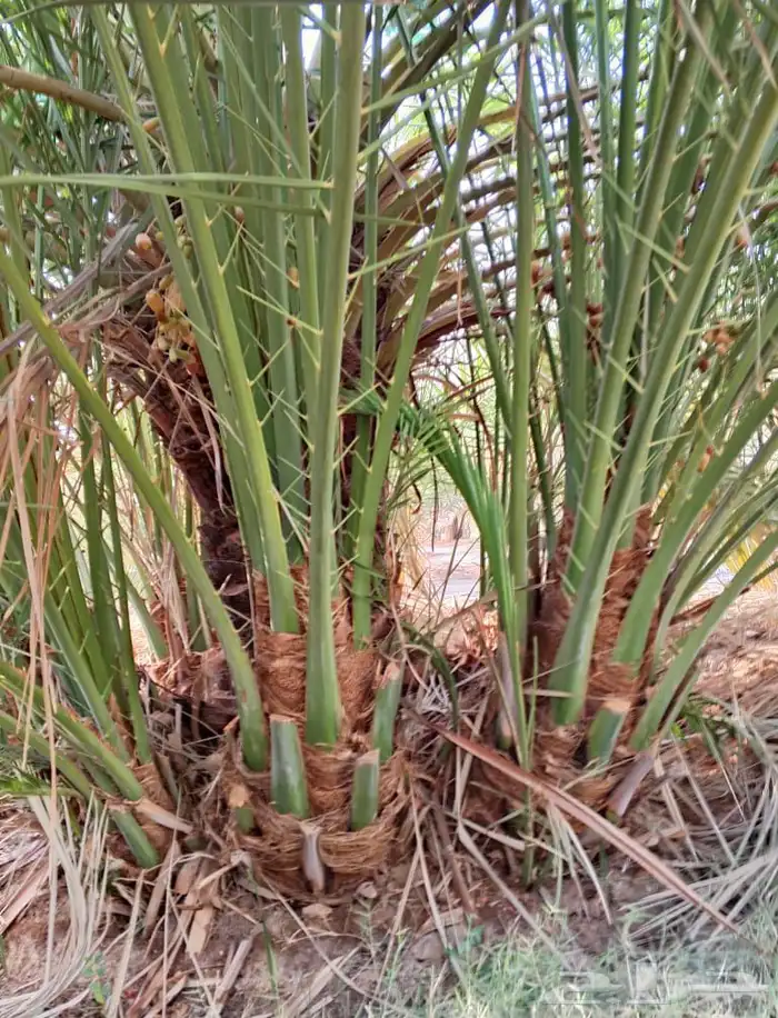 صقعي درجه اولى 5