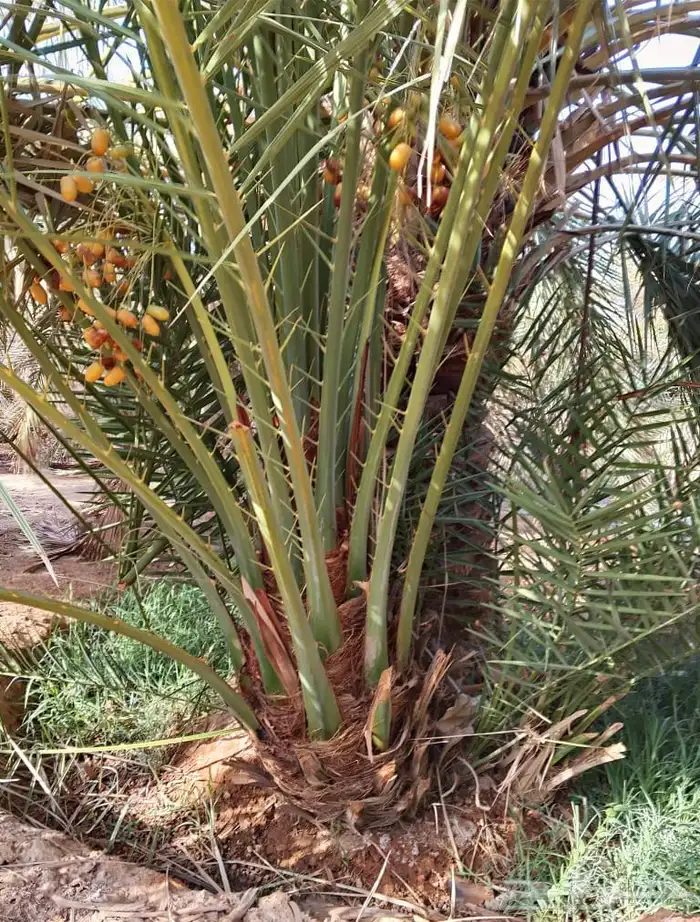 صقعي درجه اولى 10