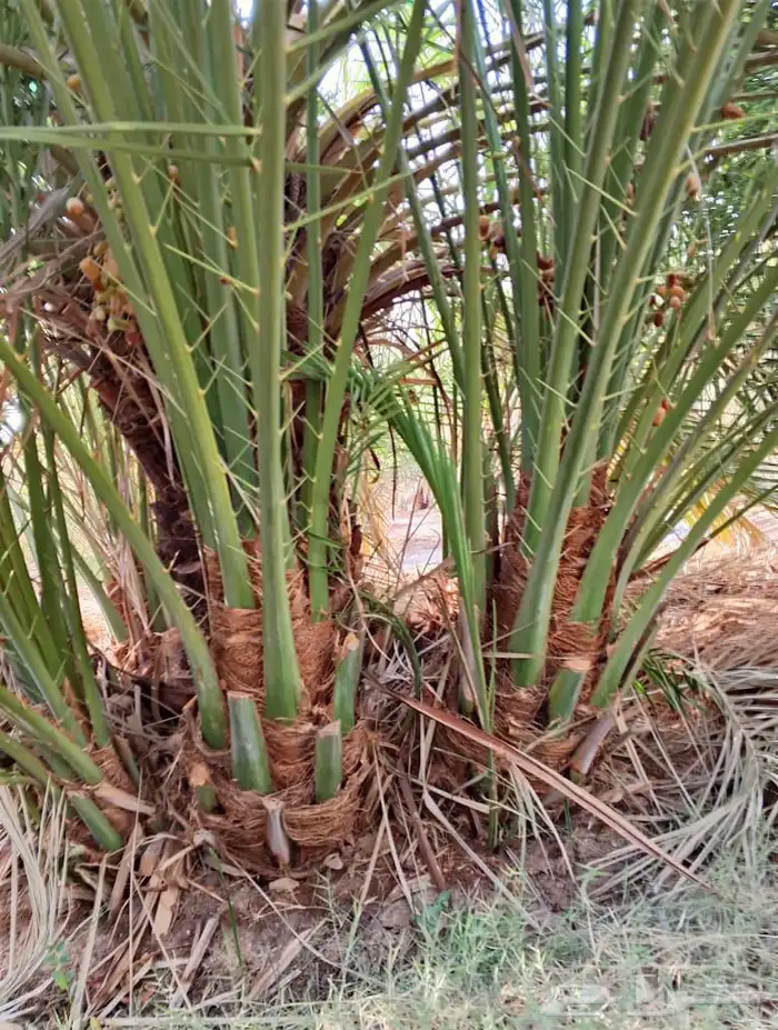 صقعي درجه اولى 2