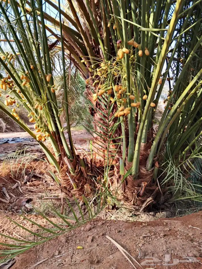 صقعي درجه اولى 6