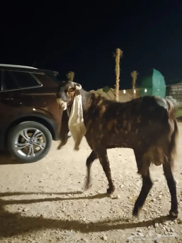 فحل هولندي معرف 3