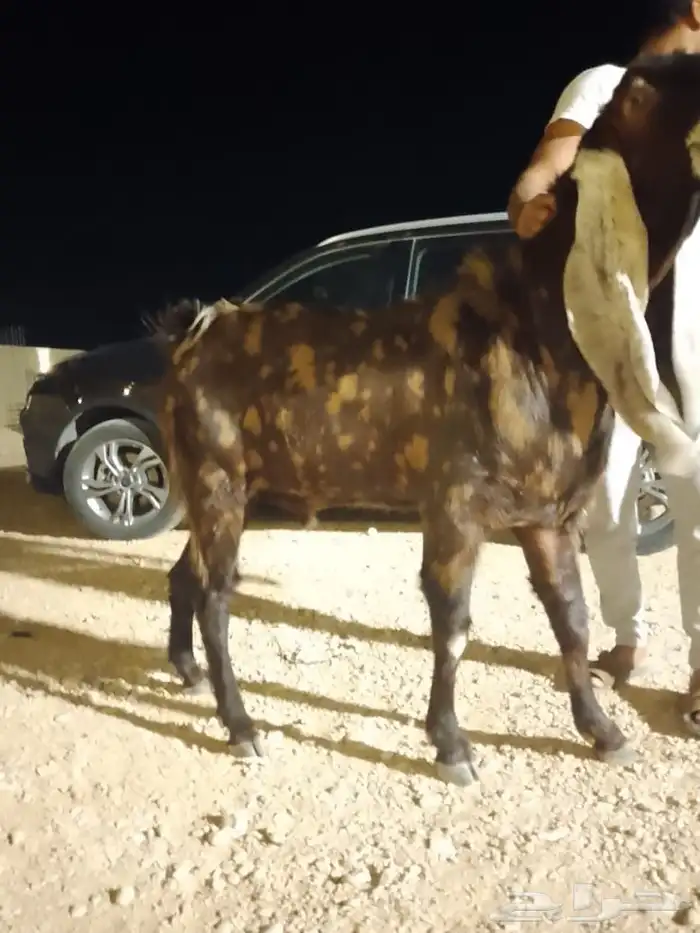 فحل هولندي معرف 0
