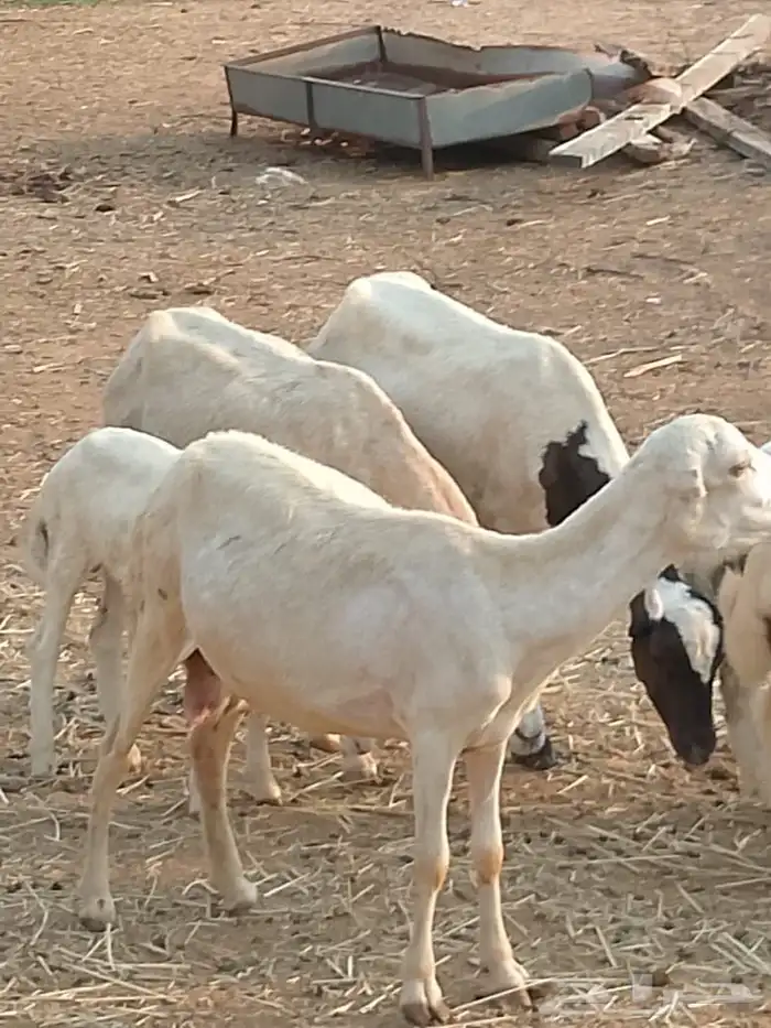 ضان بلدي مناتيج 4