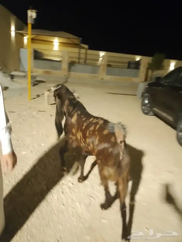 فحل هولندي معرف 1