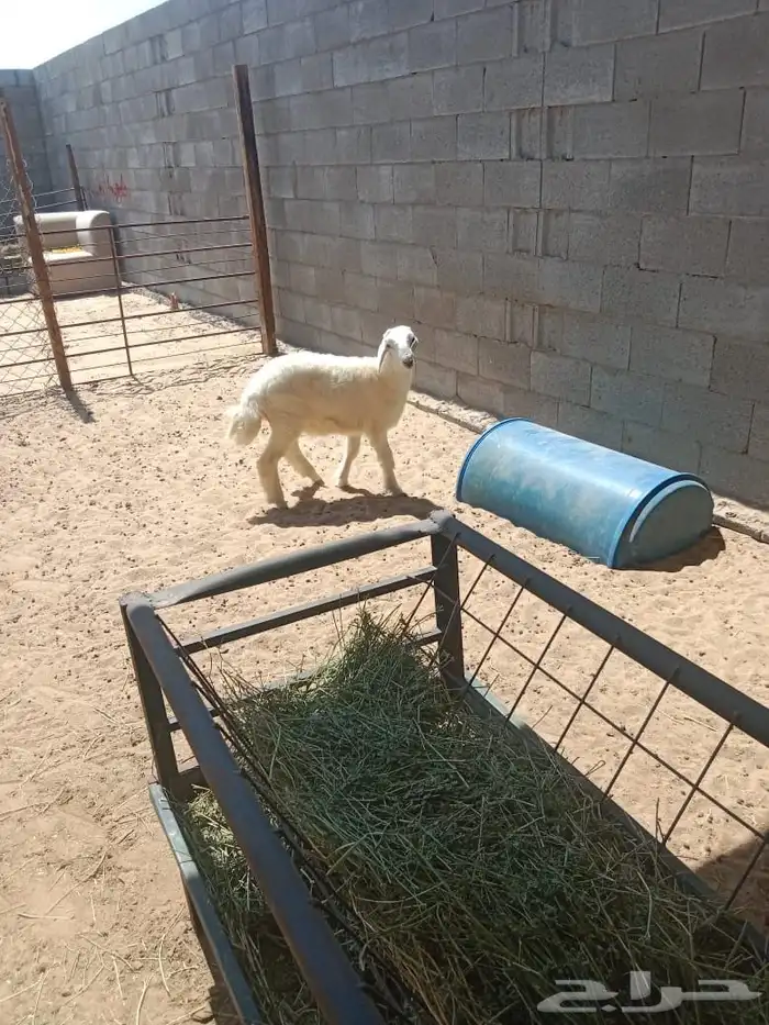 خروف اربع اشهور 2