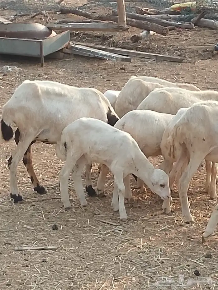 ضان بلدي مناتيج 0