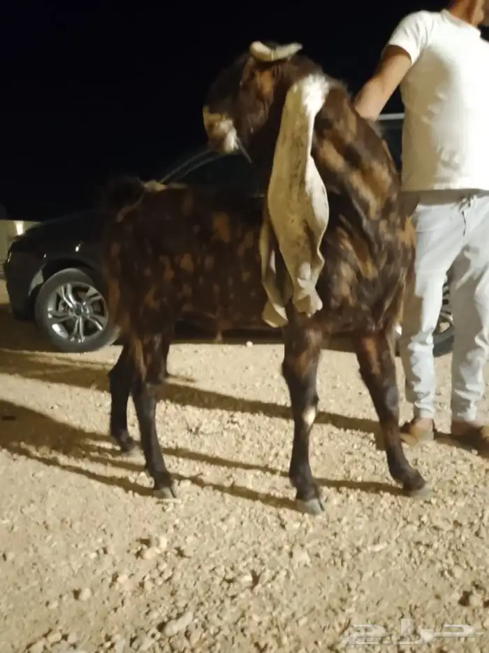 فحل هولندي معرف 4