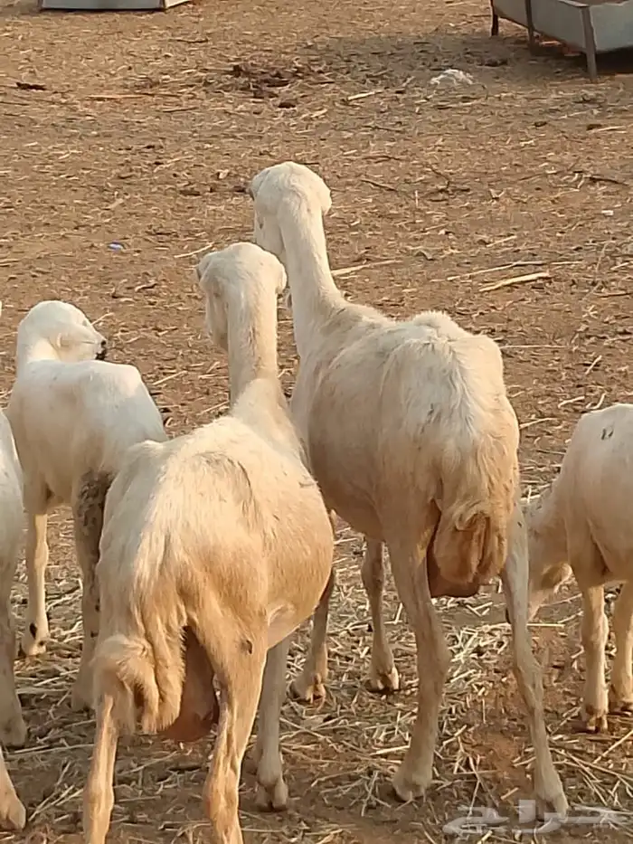 ضان بلدي مناتيج 2