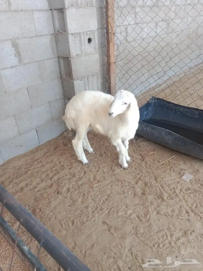 خروف اربع اشهور 0