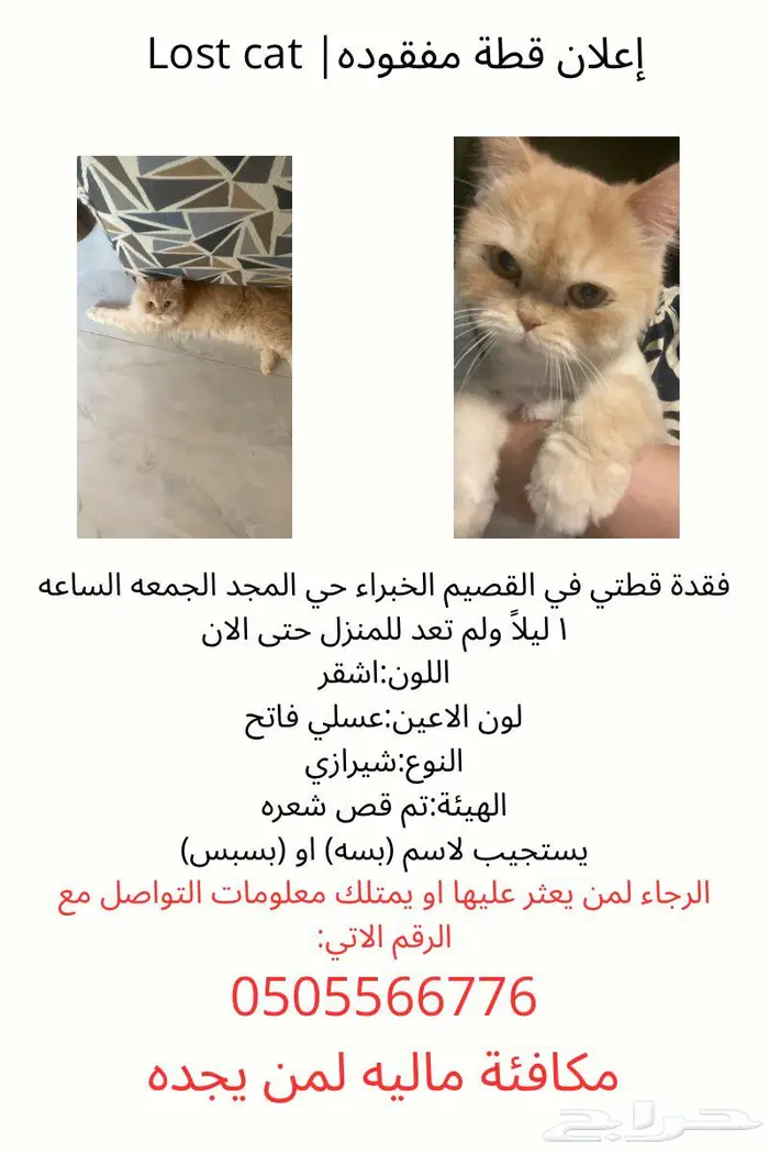 قطه مفقوده 0