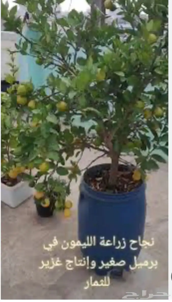 الزراعه في البراميل 4