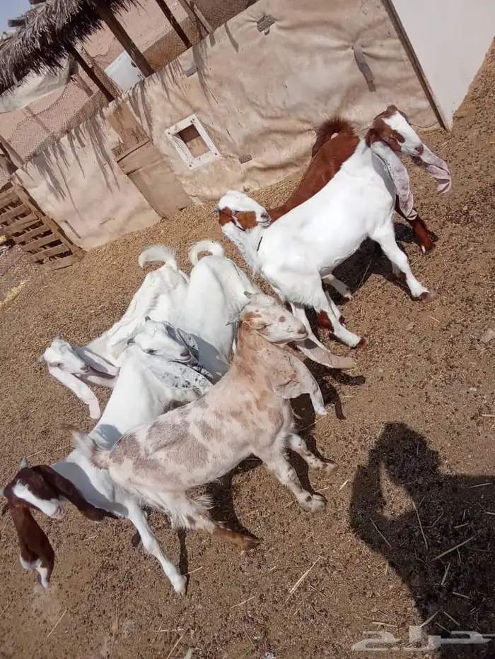 تيوس للبيع 1