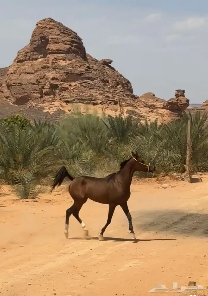 فرس شعبيه للبيع 0